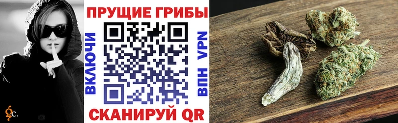 Псилоцибиновые грибы Cubensis  Шлиссельбург 
